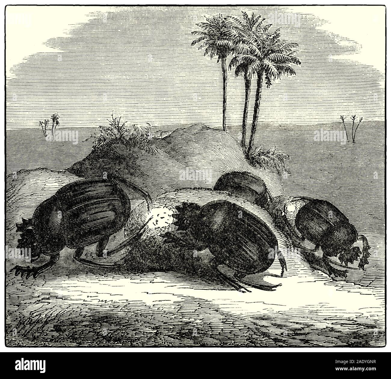 Le scarabée sacré, Scarabaeus sacer, est une espèce de bousier appartenant à la famille des