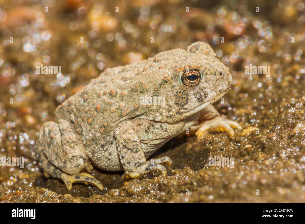 Le Crapaud de Woodhouse jeunes minuscule à peine deux pouces de longueur se trouve dans la zone de sable près de East Plum Creek, Castle Rock Colorado nous. Photo prise en août. Banque D'Images