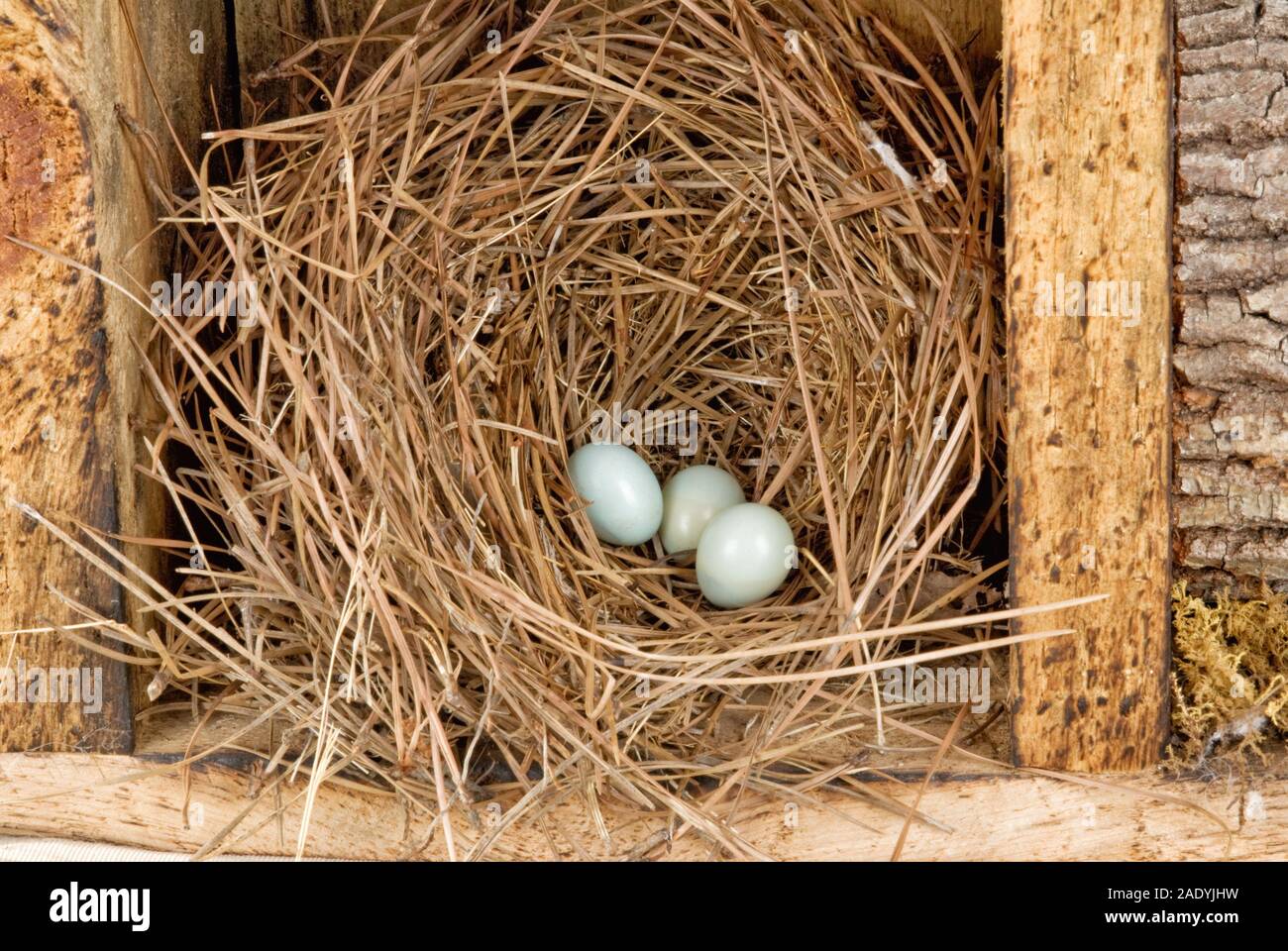 Trois bleu poudre non éclos merlebleu de l'est des oeufs dans un nid de paille de pin à l'intérieur d'une maison d'oiseau. Banque D'Images