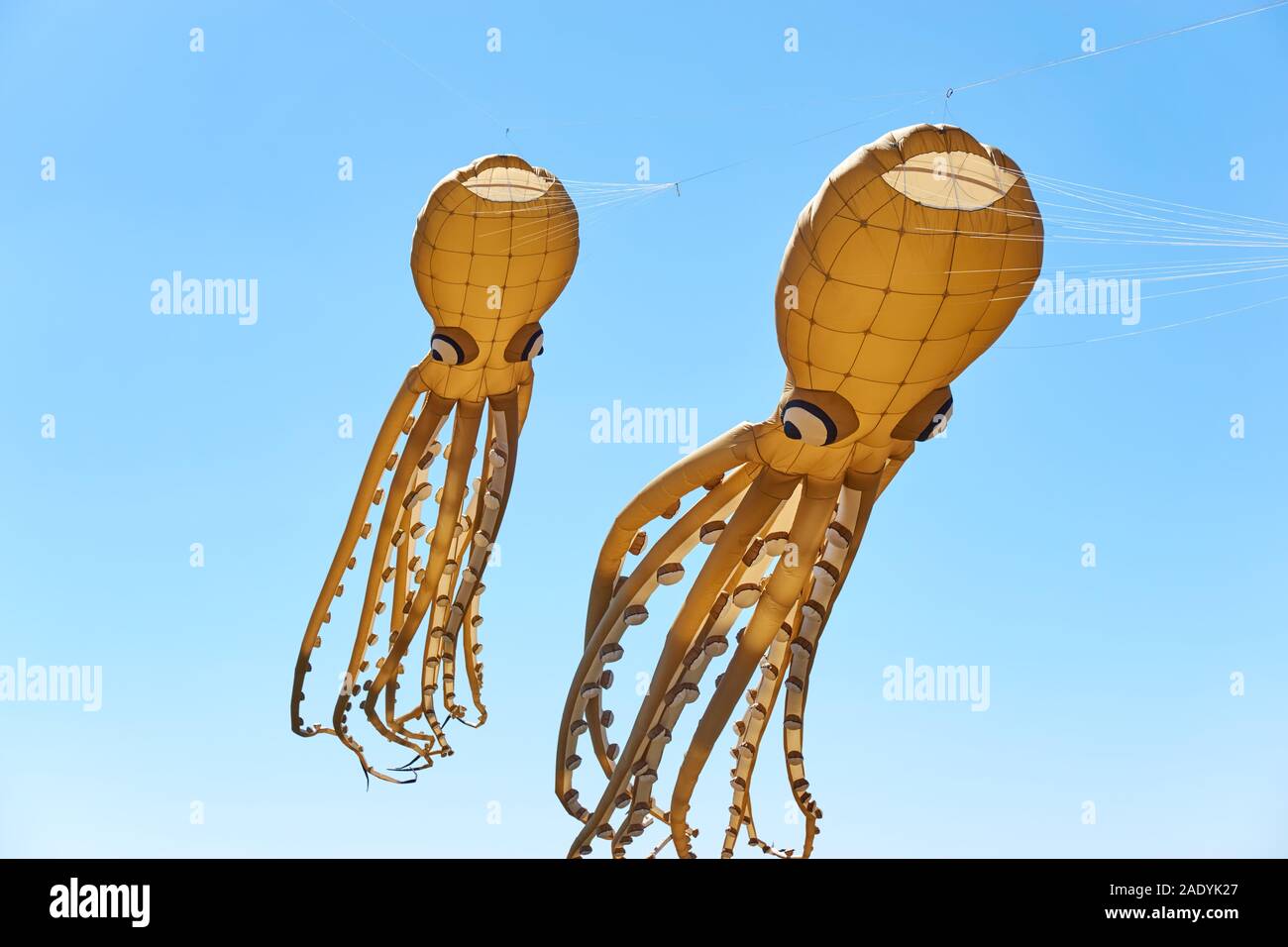 Deux calmars ou poulpes tan en forme de cerfs-volants de couleur brune avec de grands yeux, de longues tentacules et ventouses contre un ciel bleu saturé en été Banque D'Images