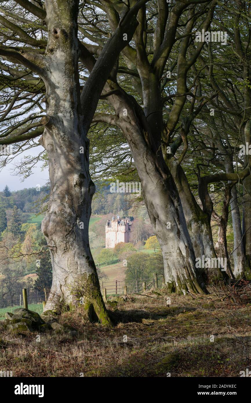 Les hêtres (Fagus sylvatica) au bord d'un bois sur un matin de printemps ensoleillé avec Craigievar Castle visible sur la colline en arrière-plan Banque D'Images