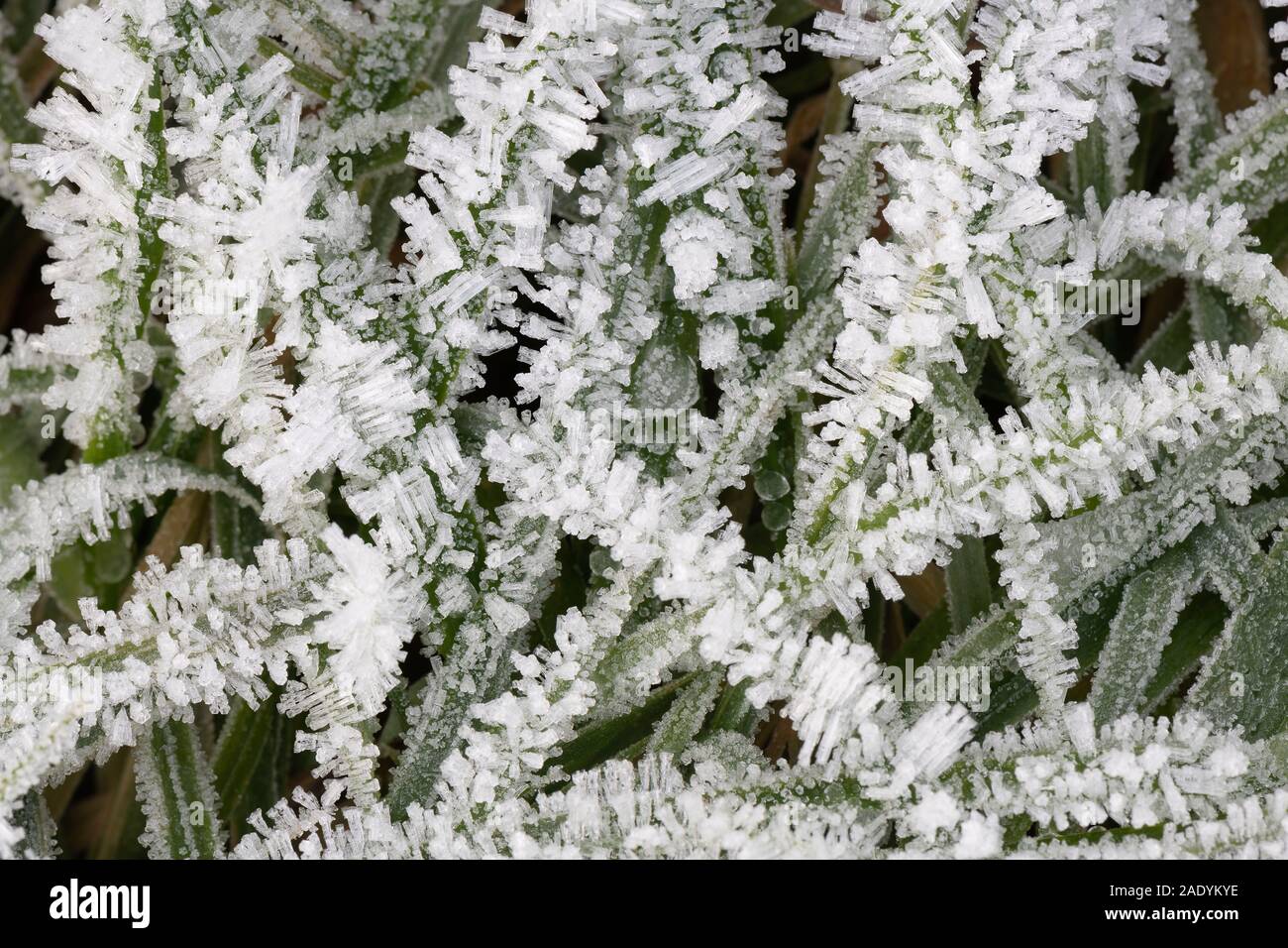 Des cristaux de glace se forment sur des brins d'Herbe sur un matin glacial en Ecosse Banque D'Images