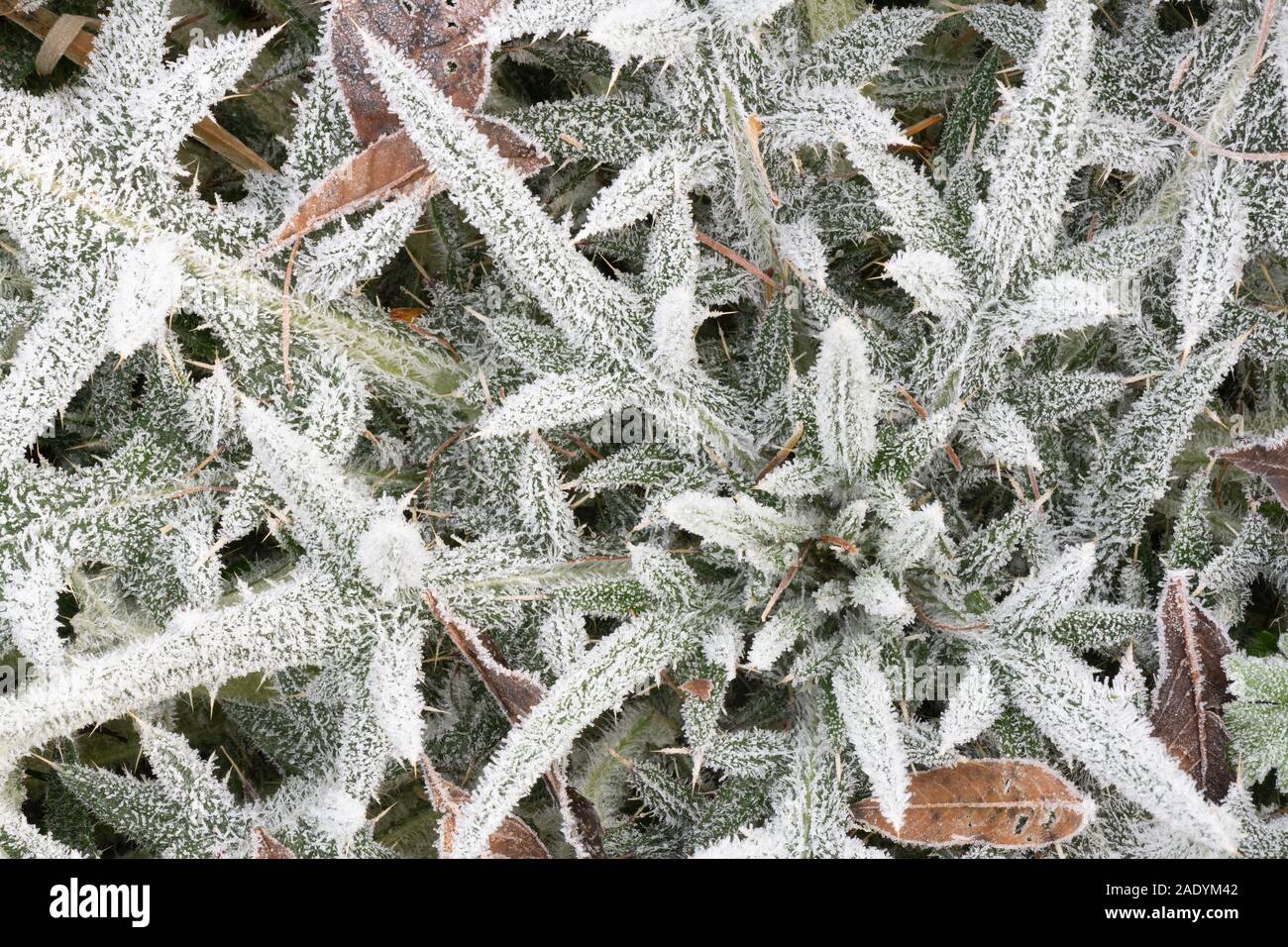 Cristaux de glace sur les feuilles d'un Spear thistle Cirsium vulgare (usine) sur un matin glacial en Ecosse Banque D'Images