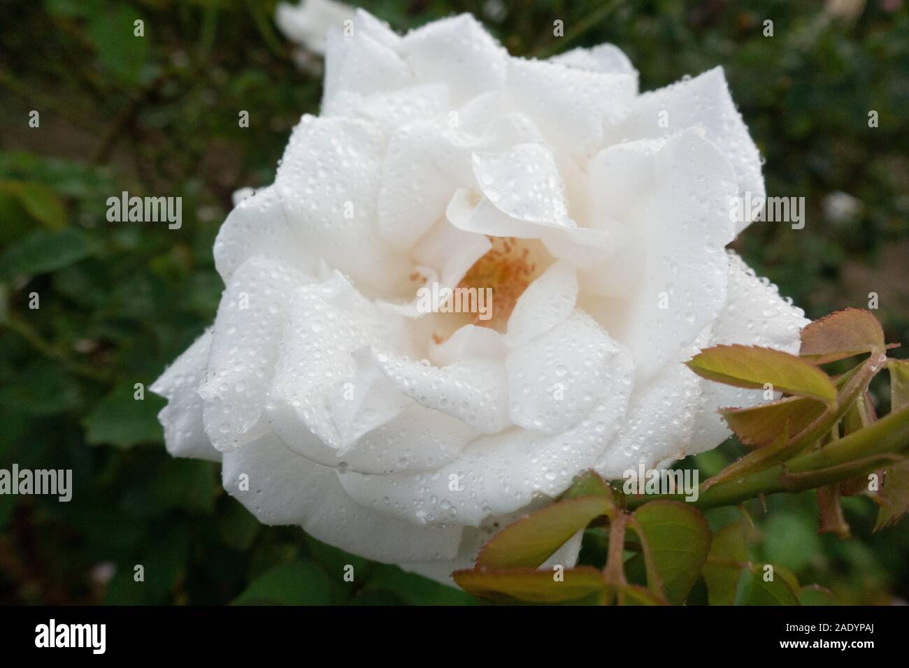 Un livre blanc floribunda rose humide de gouttelettes d'eau dans un jardin à Dalat, Vietnam Banque D'Images
