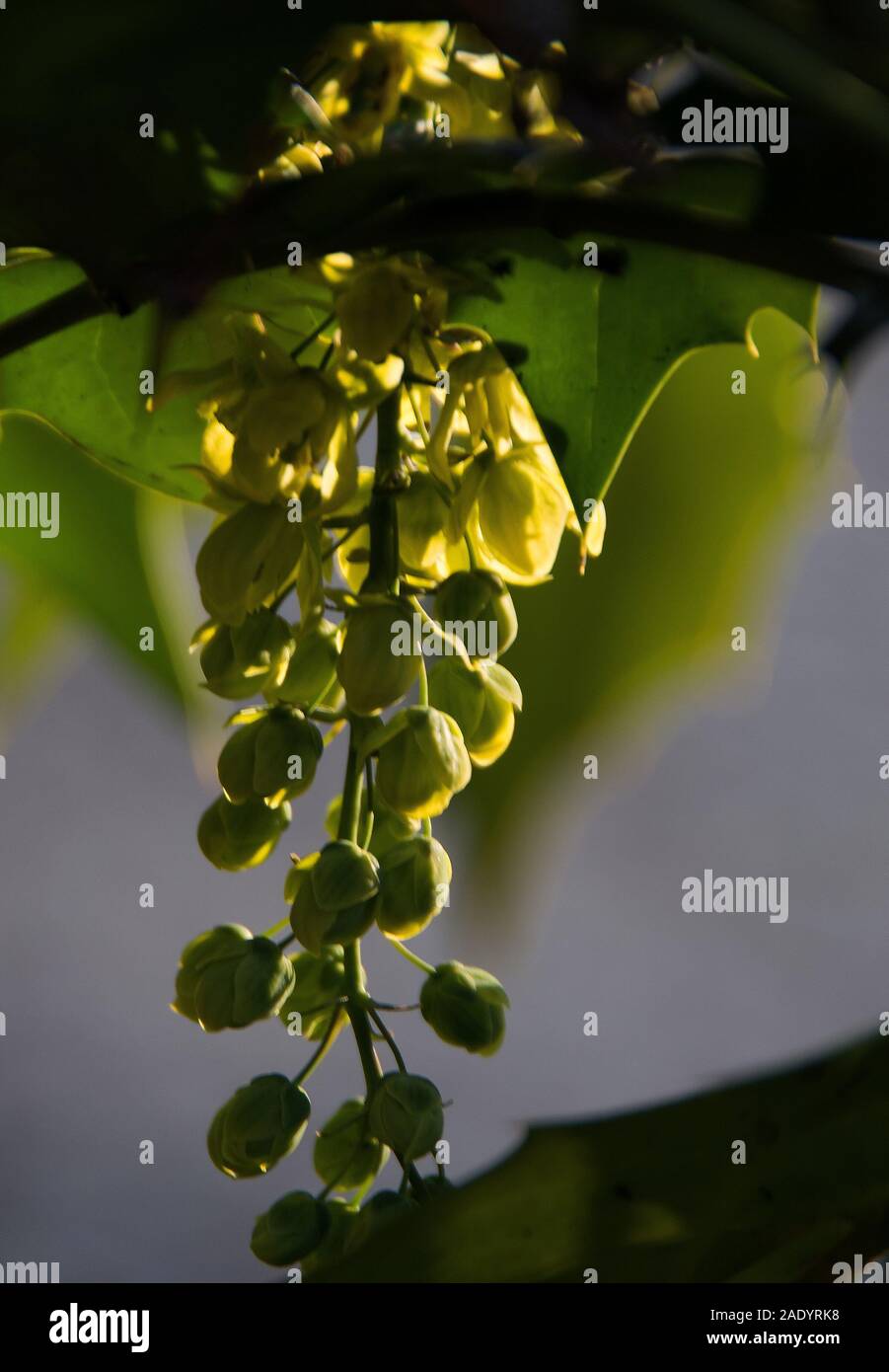 Mahonia x media 'Charity' un jet de fleurs pendantes jaune rétro-éclairé Banque D'Images