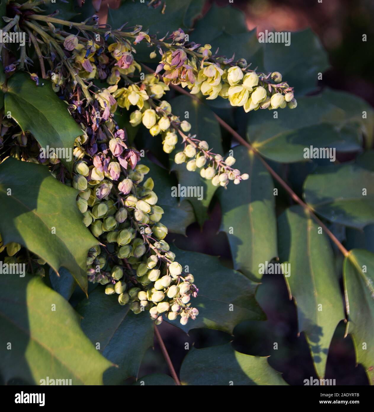 Mahonia x media 'Charity' un arbuste à floraison d'hiver Banque D'Images