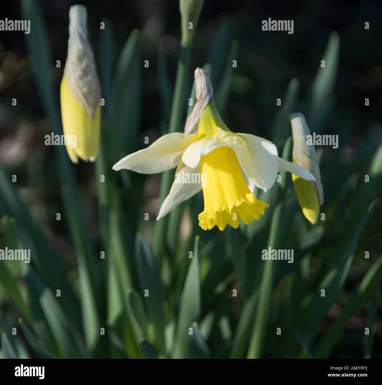 Argent' Février trompette cultivar nain narcisse avec green,  l'attache-comme le feuillage, pétales blanc crème et une trompette jaune  pâle Photo Stock - Alamy