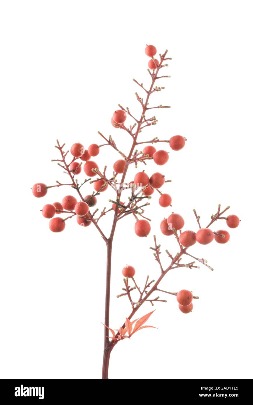 La Nandina fruits rouges sur fond blanc Banque D'Images
