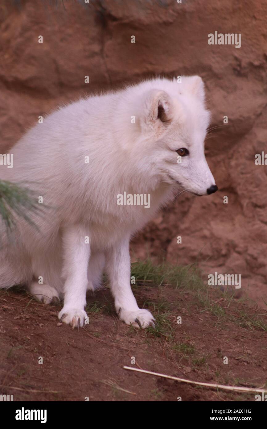 Un renard arctique (Vulpes lagopus) au Zoo de Caroline du Nord Banque D'Images