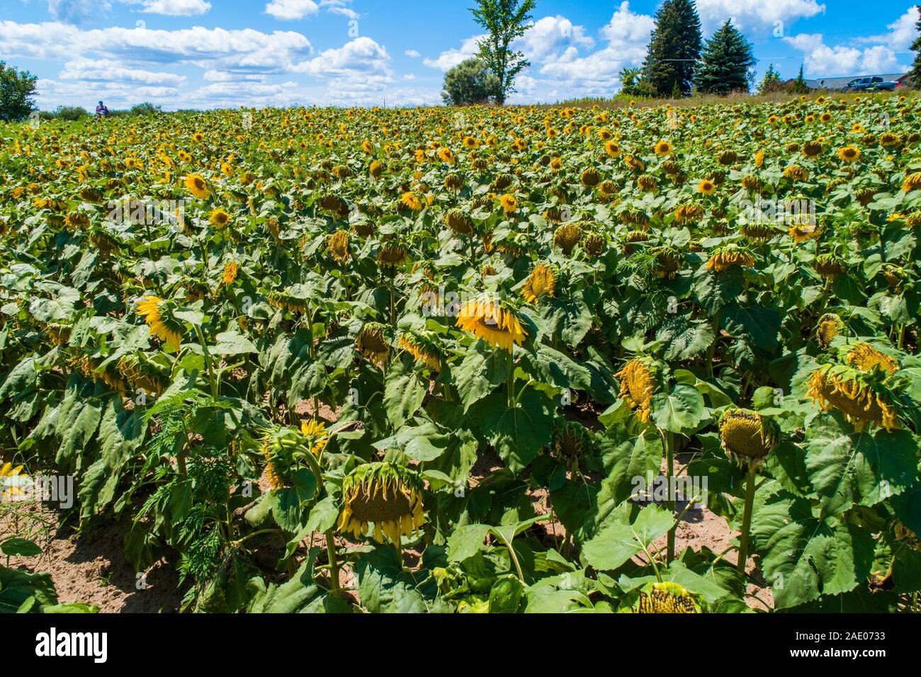 La ferme tournesol à Traverse City au Michigan Banque D'Images