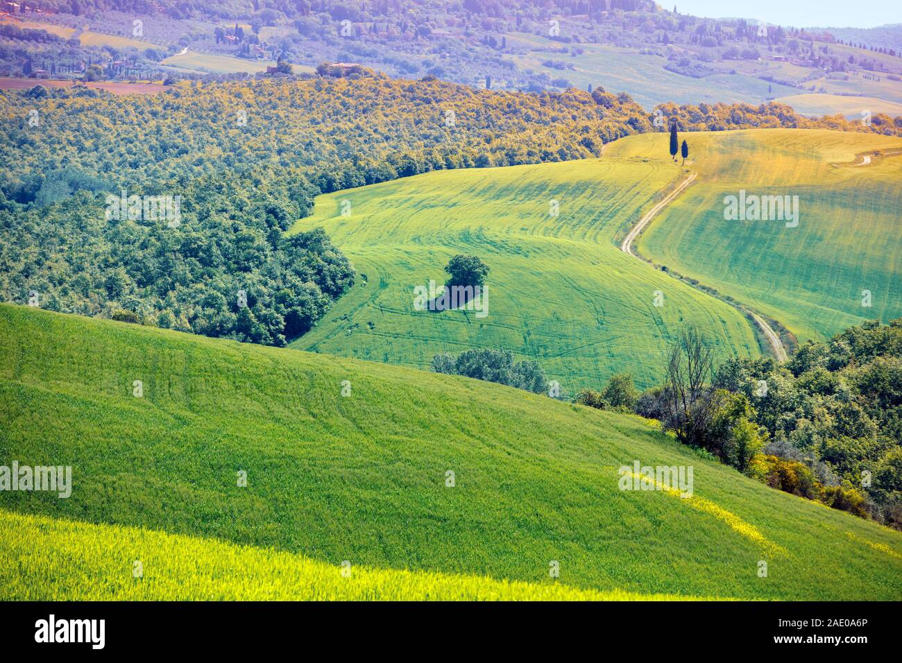 Vue de dessus de beaux champs et d'oliviers sur les collines de Toscane, Italie Banque D'Images