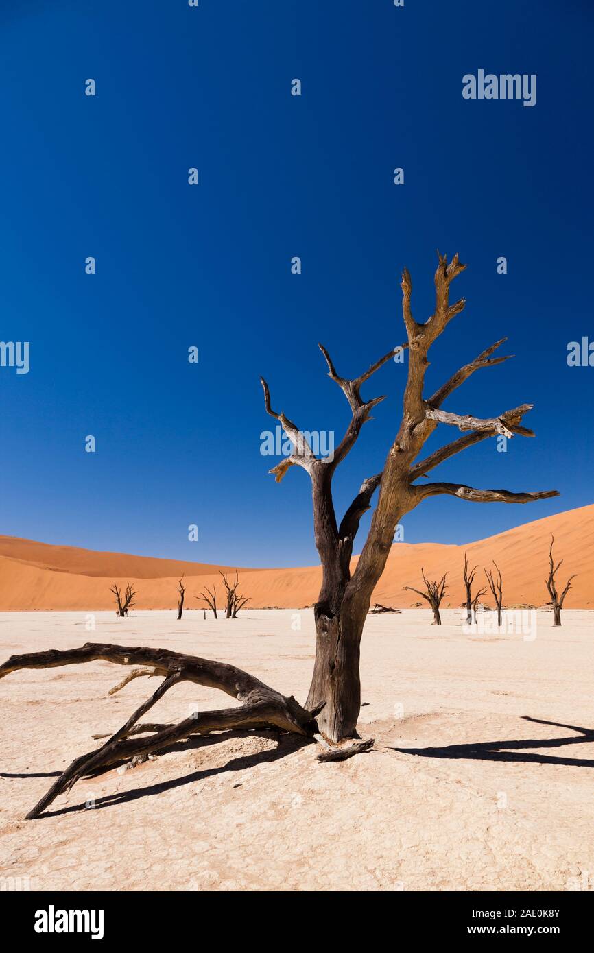 Lac mort, lit séché, arbres morts, Deadvlei, désert du Namib, Parc national Namib-Naukluft, Namibie, Afrique australe, Afrique Banque D'Images