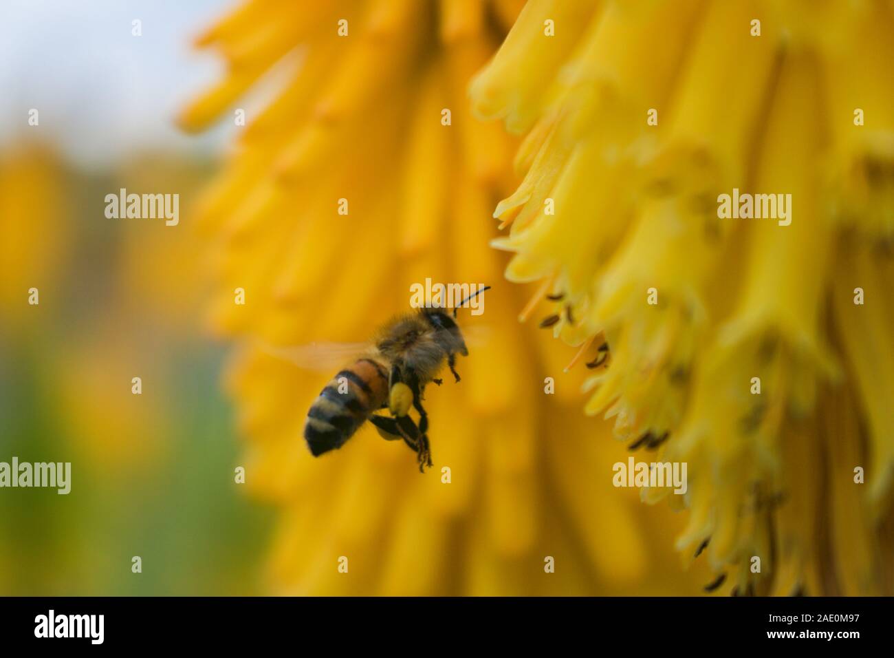 Bee volant près de fleurs Banque D'Images