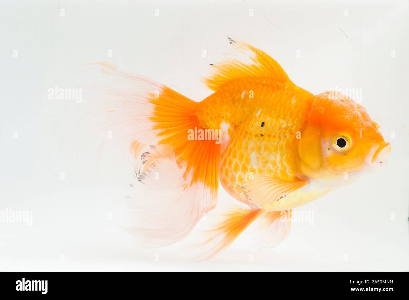 Belle Oranda Orange carassin (Carassius auratus) plongée dans l'eau douce du réservoir en verre isolé sur fond blanc Banque D'Images