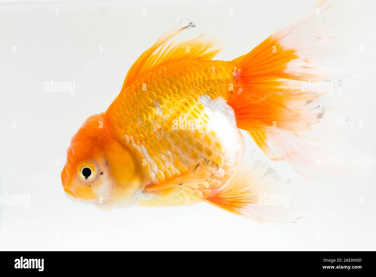 Belle Oranda Orange carassin (Carassius auratus) plongée dans l'eau douce du réservoir en verre isolé sur fond blanc Banque D'Images