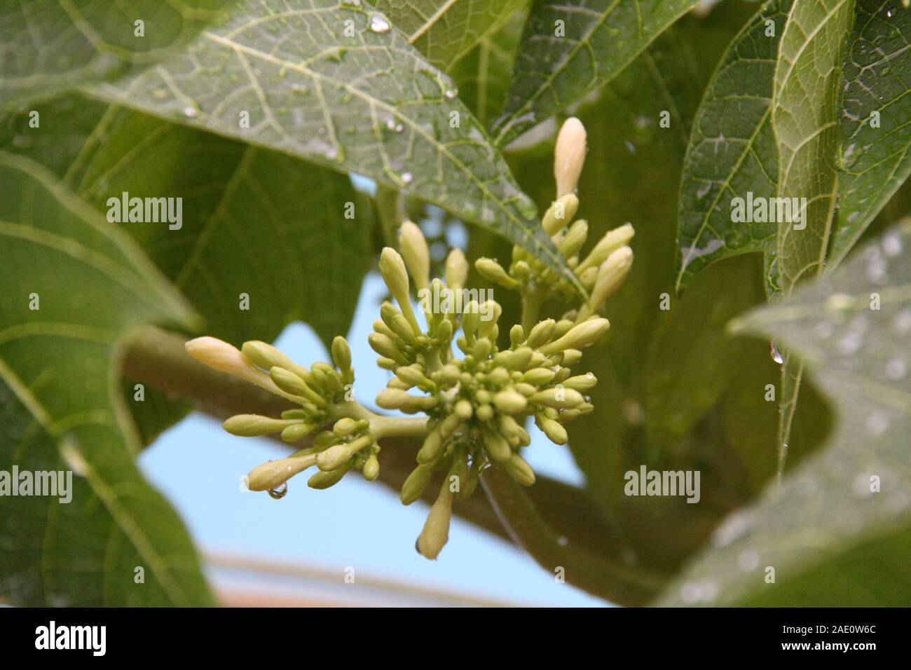 Les bourgeons du plant de papaye (Carica papaya) Banque D'Images