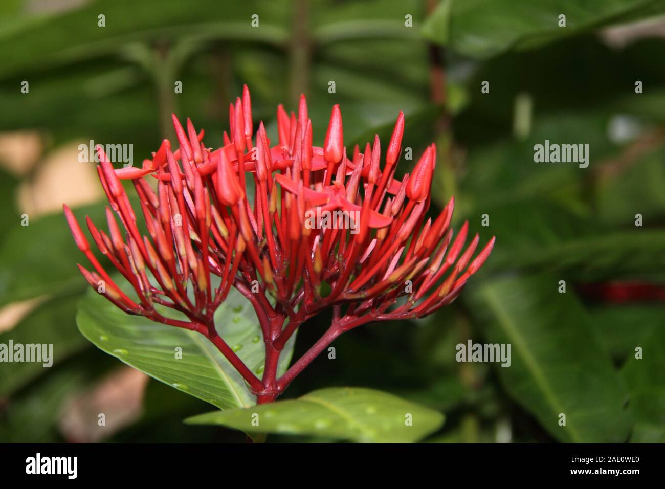 Développement Des Fleurs Rouges De La Plante De Géraniums De Jungle (Ixora Coccinea) Banque D'Images