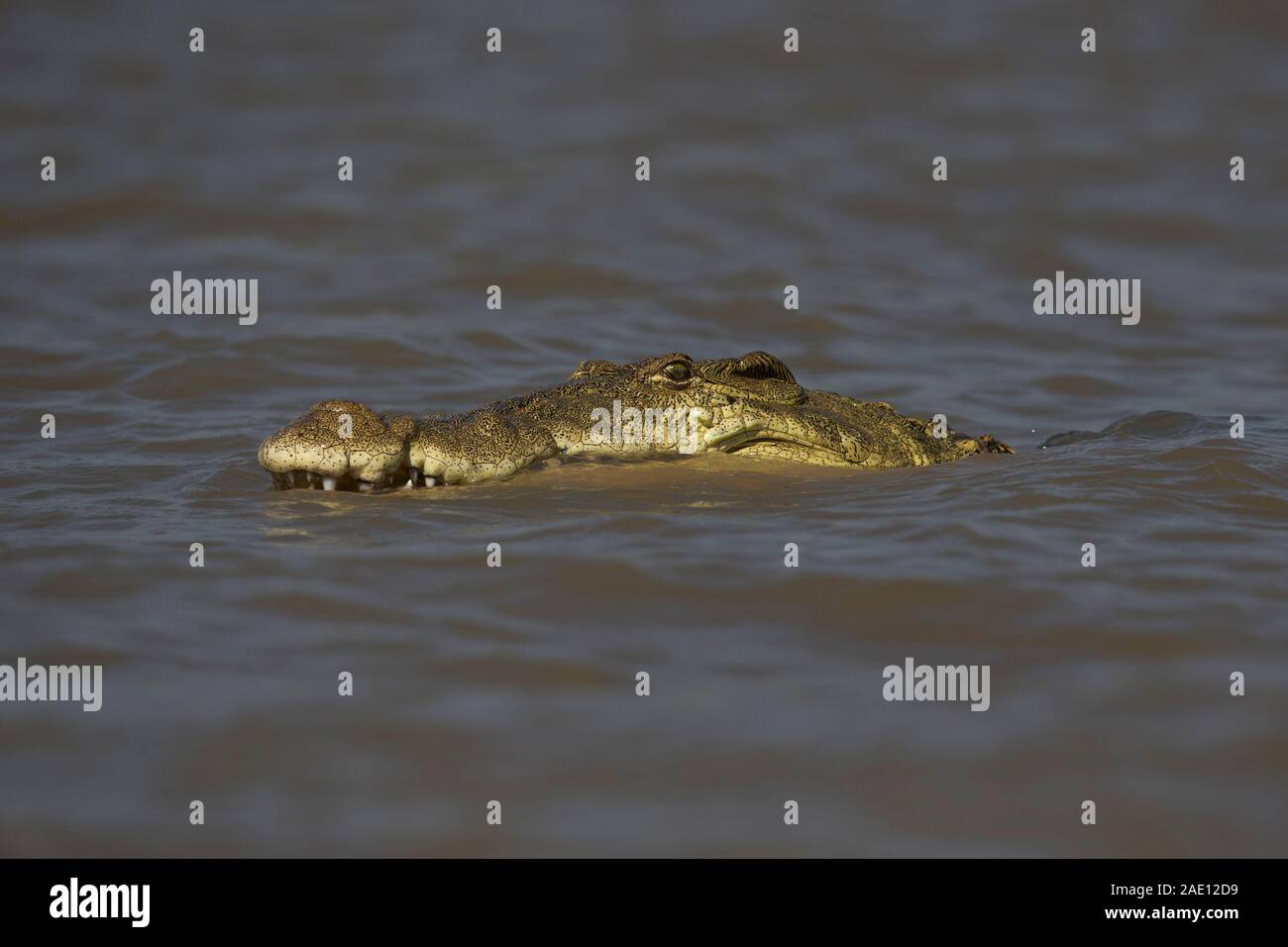 Crocodile du Nil au marché de crocodile du Lac Chamo, le Parc National de Nechisar, Ethiopie Banque D'Images