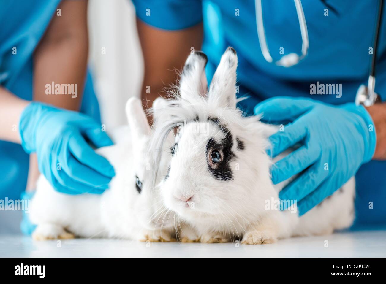 Portrait de vétérinaires examinant deux lapins mignon sur table Banque D'Images