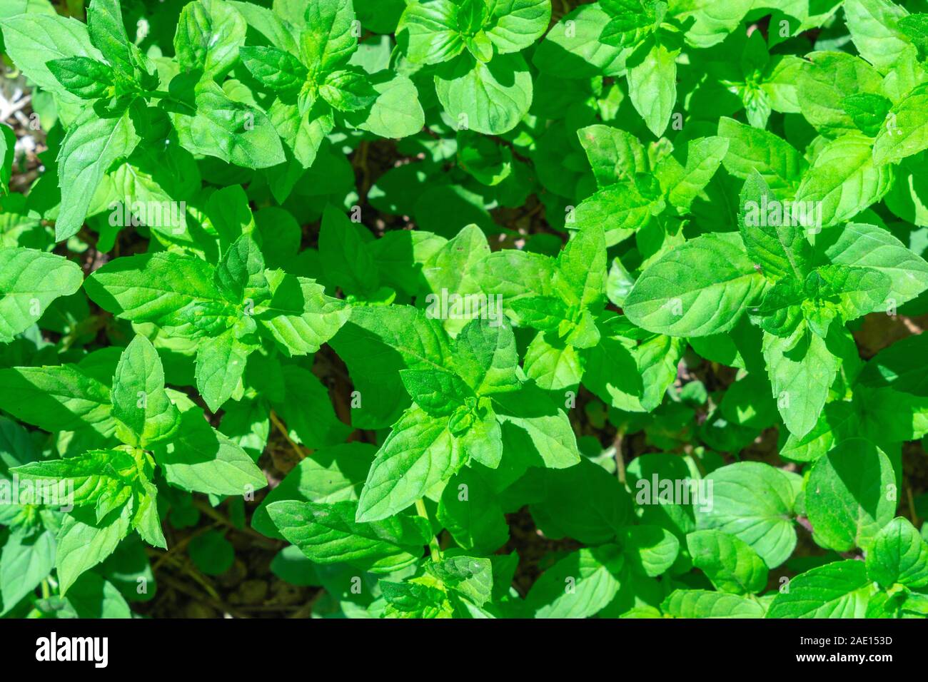 Les feuilles de menthe plante à pousser au jardin potager. Les feuilles