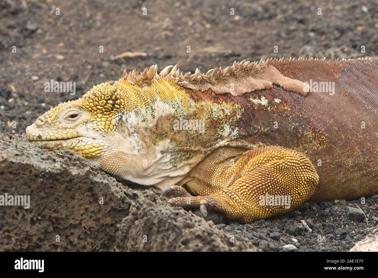 Iguane terrestre des Galapagos (Conolophus subcristatus), l'île Santa Cruz, Galapagos, Equateur Banque D'Images Iguane terrestre des Galapagos (Conolophus subcristatus), l'île Santa Cruz, Galapagos, Equateur Banque D'Images