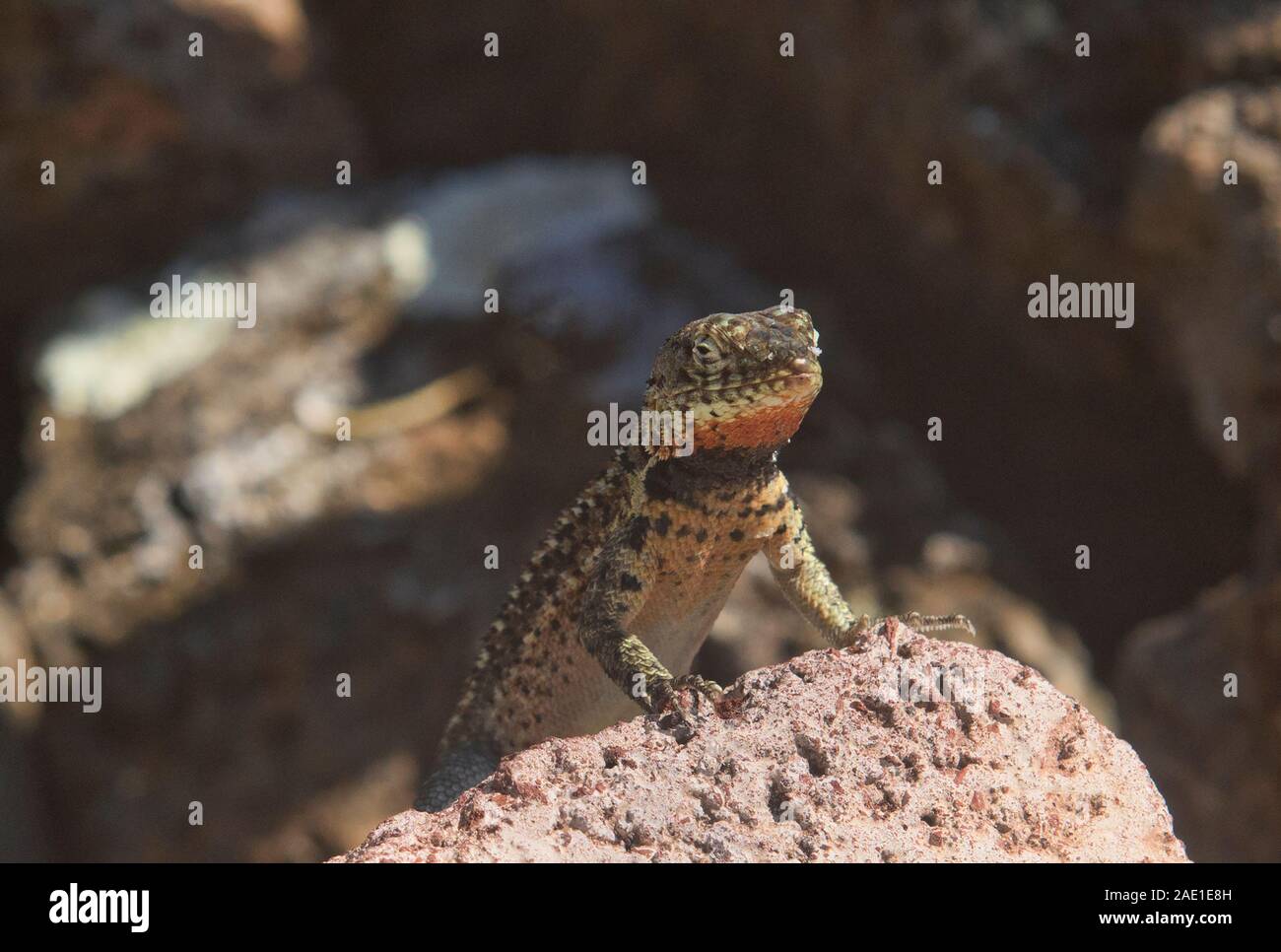 Galapagos femelle lézard de lave (Microlophus albemarlensis), l'île Santa Cruz, Galapagos, Equateur Banque D'Images