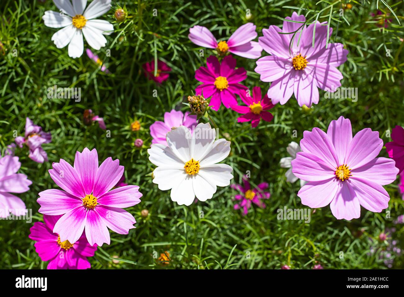 Cosmos sulphureus Cav colorés des fleurs dans le jardin. Banque D'Images