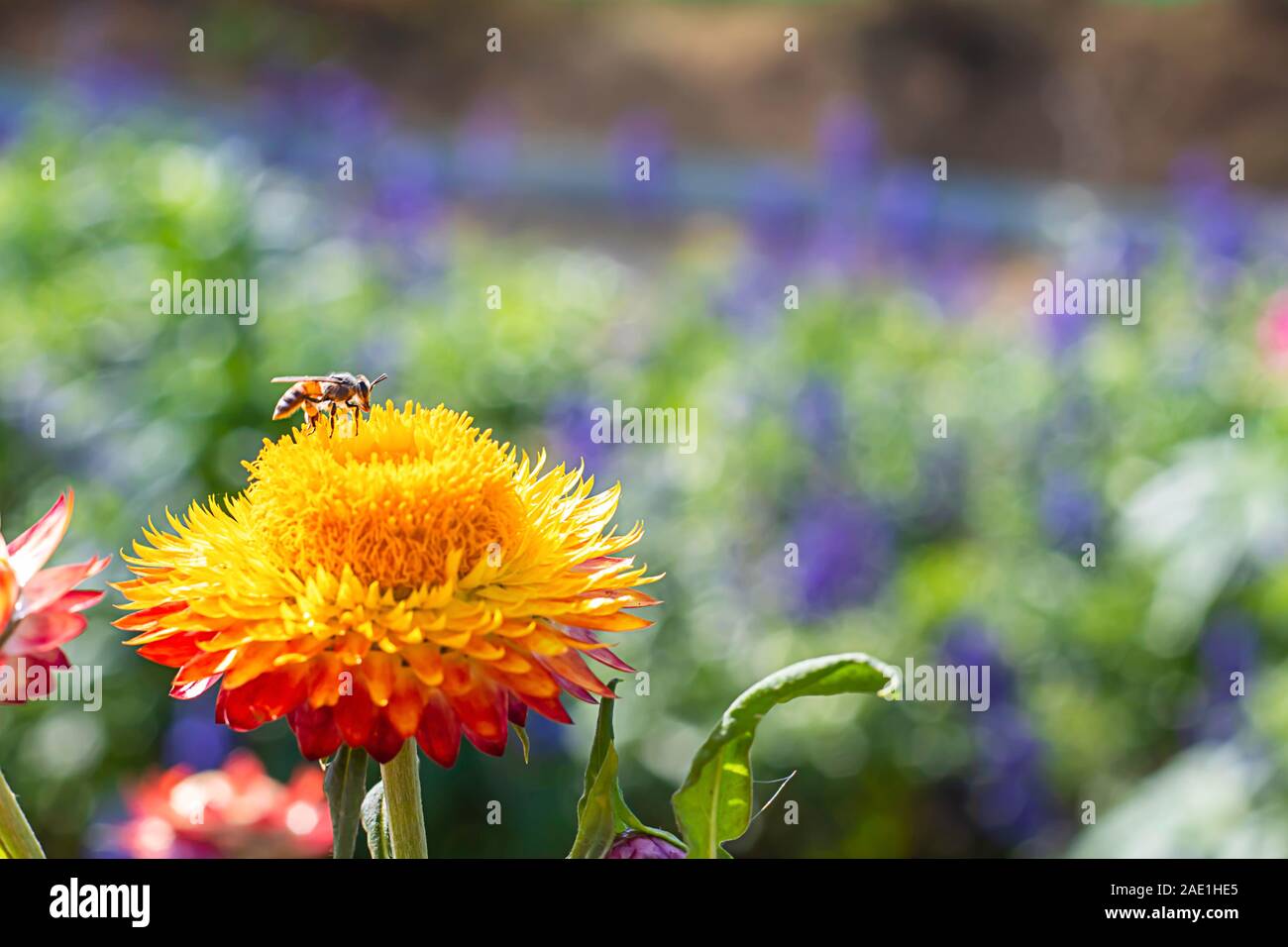 Abeille sur des fleurs jaunes ou dans le jardin. Helichrysum bracteatum Banque D'Images