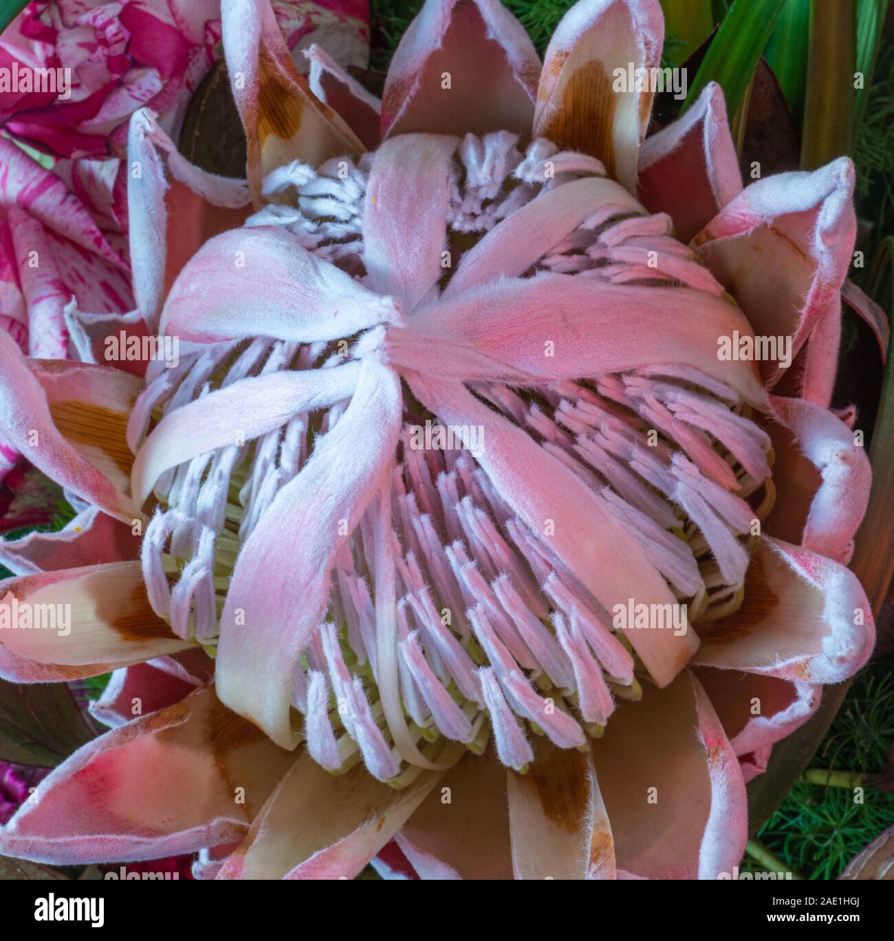 Rose blanc protea dans un bouquet de roses rouge veiné blanc et vert, vue du dessus macro Banque D'Images
