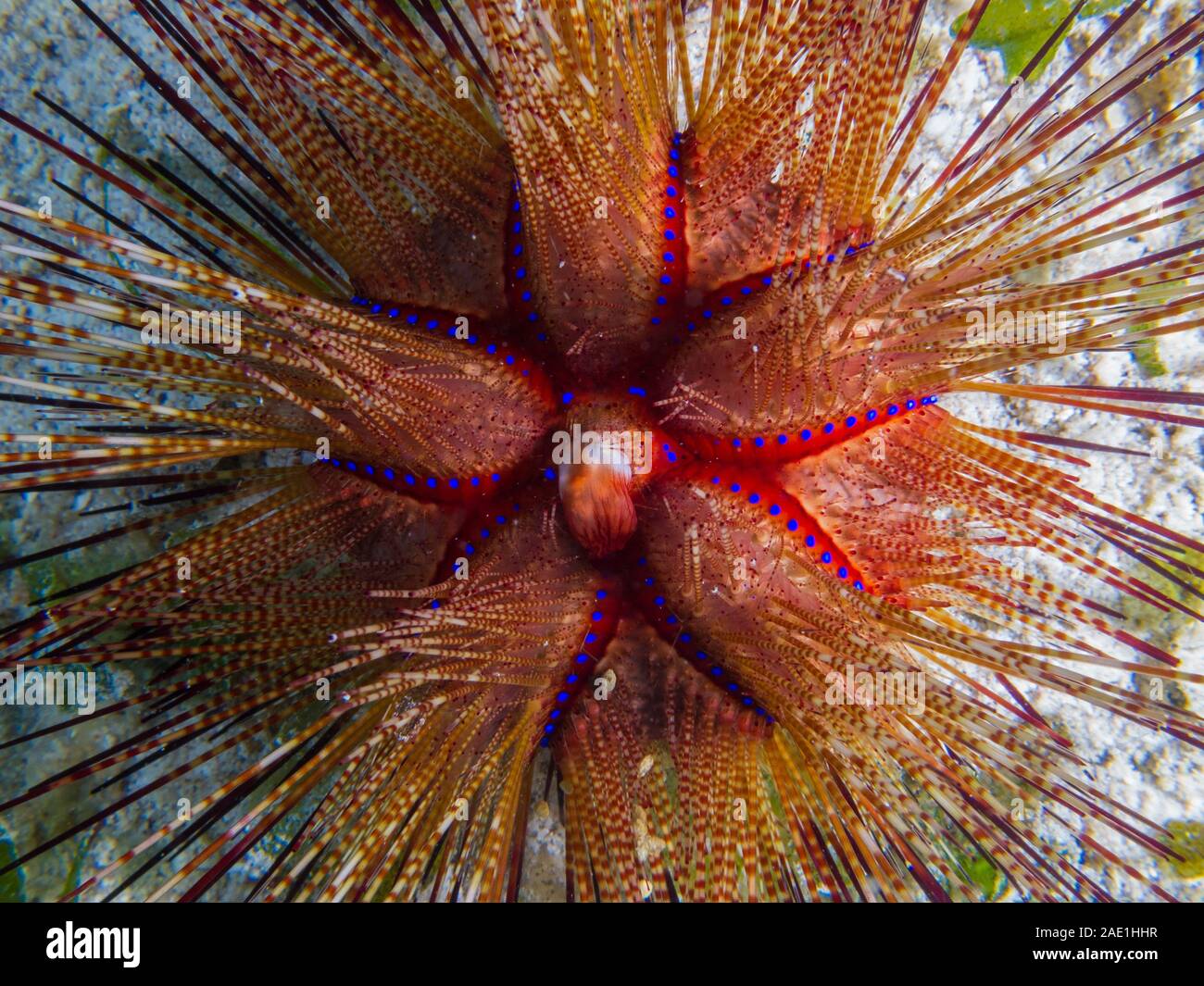 L'oursin à points bleus, Astropyga radiata Banque D'Images