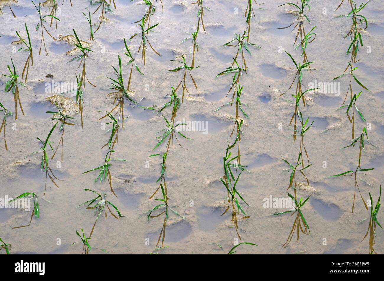 Les semis de riz nouvellement plantées dans l'épine dorsale du Dragon des terrasses de riz, Dazhai, Chine Banque D'Images