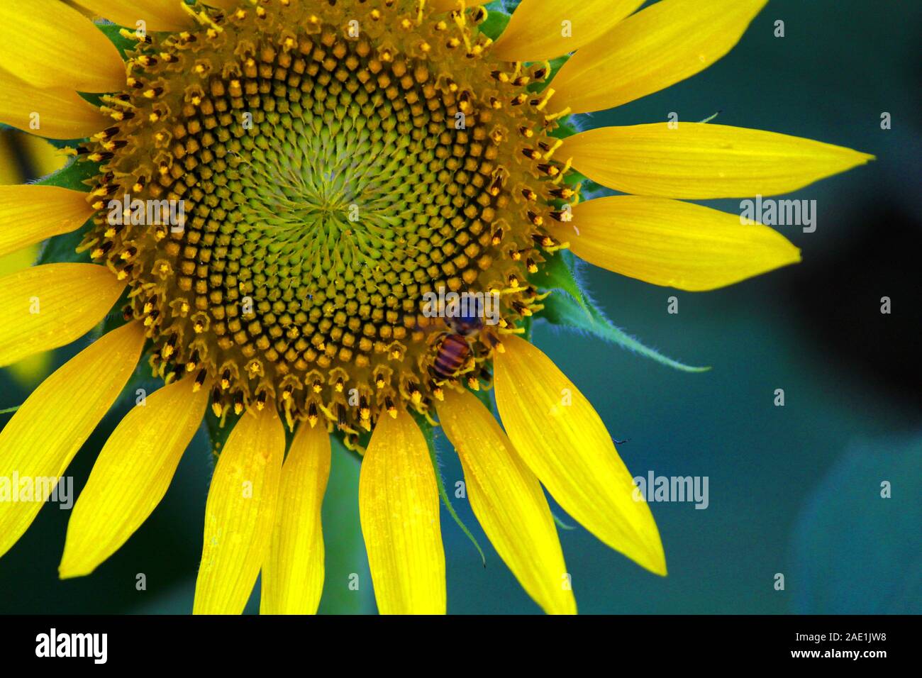 Photo en gros plan du tournesol avec une abeille Banque D'Images