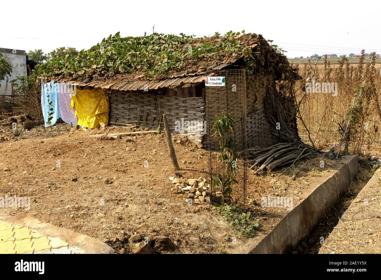 Plantation de HDFC, Rotary Club, Moharli, Chandrapur, Maharashtra, Inde, Asie Banque D'Images