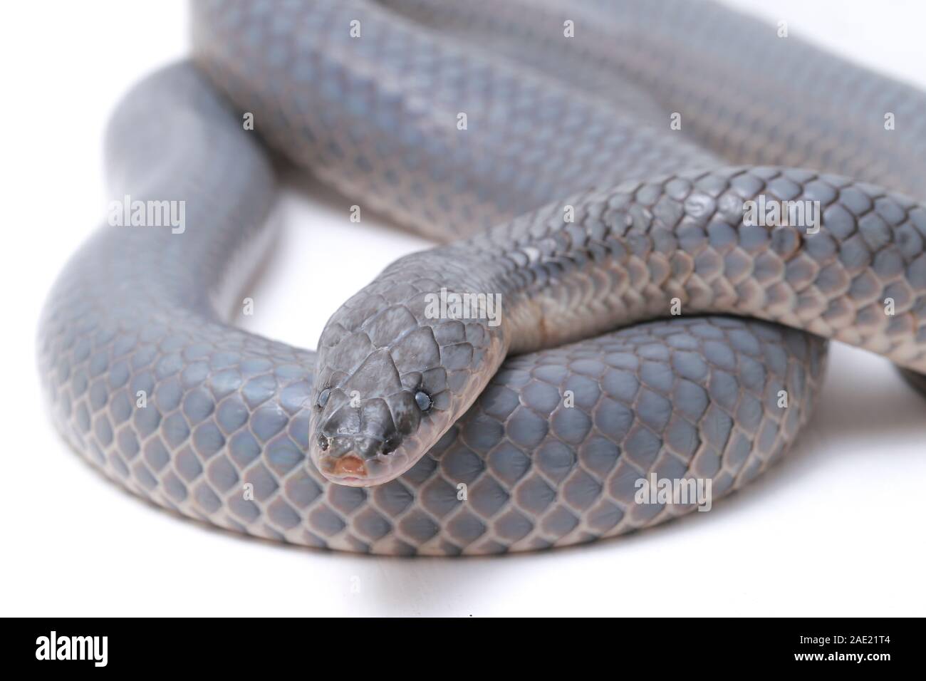 Xenopeltis unicolor effusion c'est la peau / sunbeam snake est un serpent non venimeux sunbeam espèces présentes en Asie du sud-est isolé sur fond blanc Banque D'Images