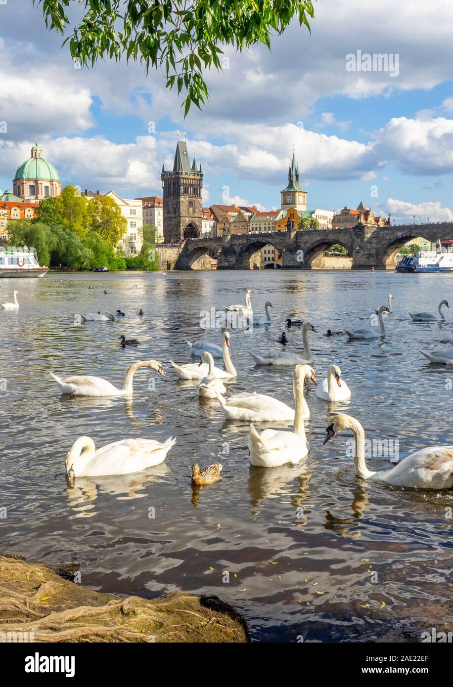Les canards et cygnes blancs sur la Vltava, le Pont Charles Prague République tchèque. Banque D'Images