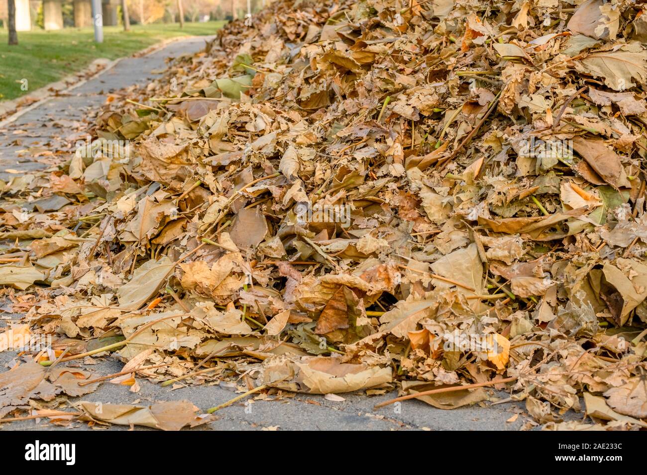 Close up d'un tas de feuilles mortes sur la route pavée, dans un parc. Banque D'Images