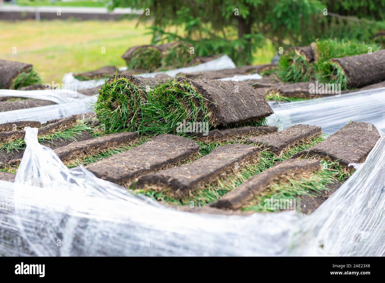 La pelouse en rouleau, rouleau de tapis d'herbe verte pour pelouse. Pile de la pelouse en rouleaux pour l'aménagement paysager Banque D'Images