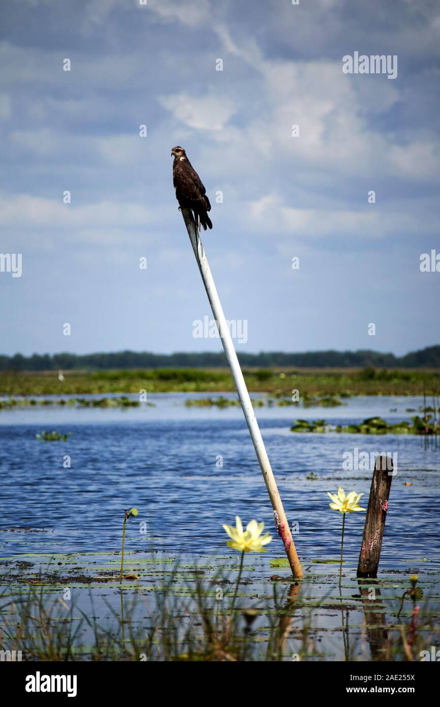 Milan des femelles sur perche dans le lac Tohopekaliga central florida usa Banque D'Images