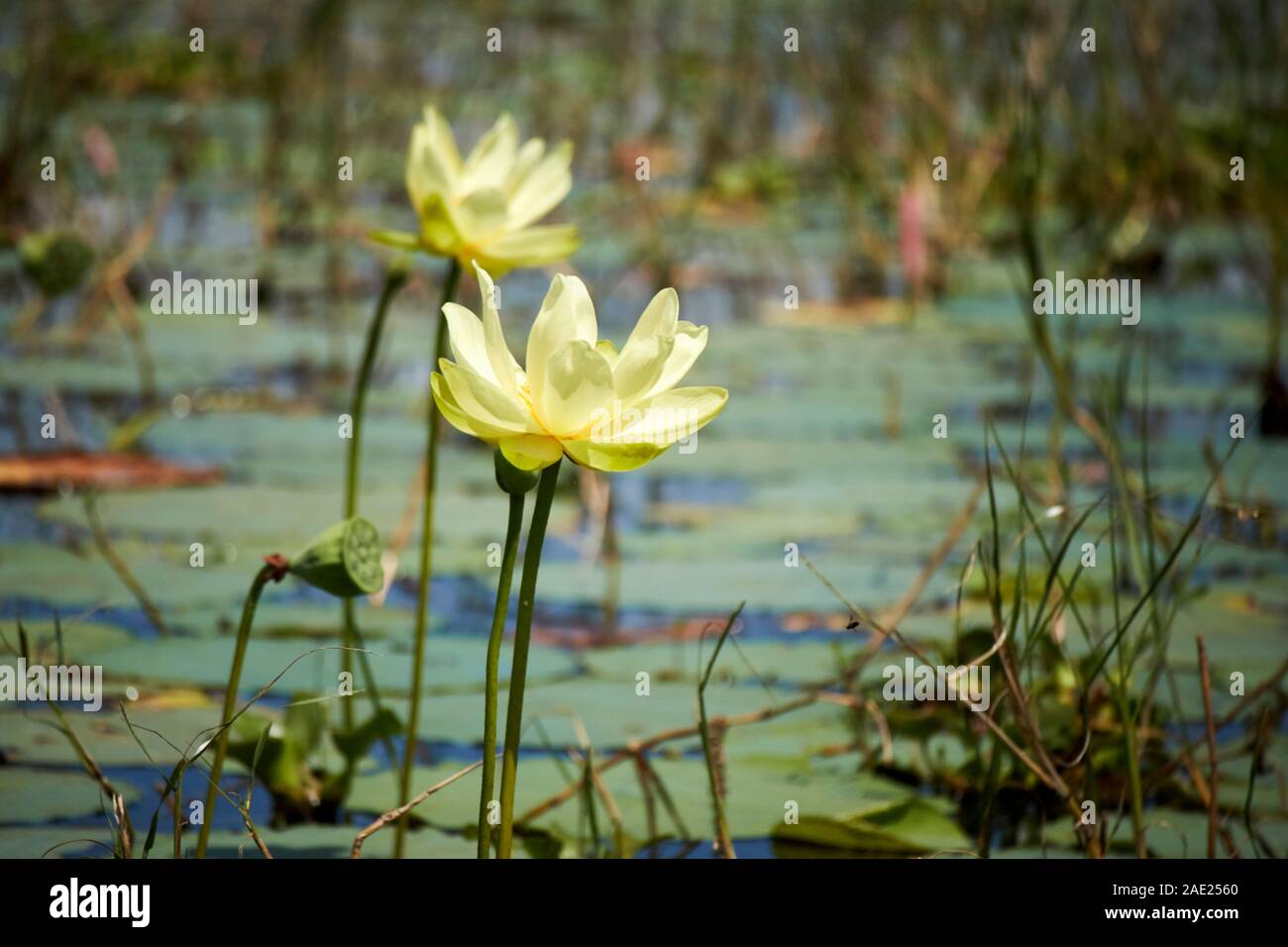 American des fleurs de lotus sur le lac Tohopekaliga central florida usa Banque D'Images