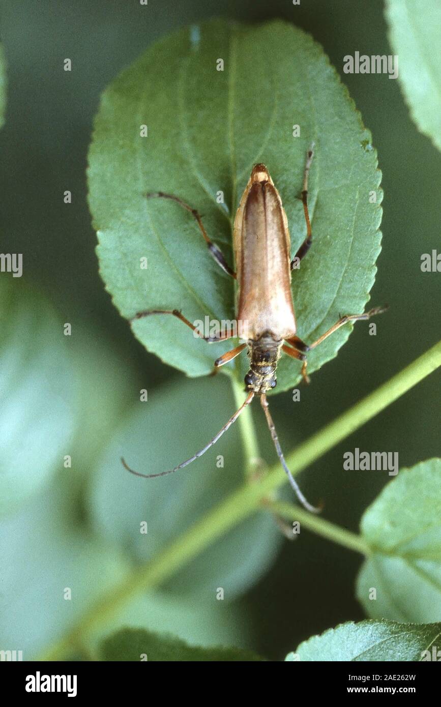 Le LONGICORNE VARIABLE ; STERTOCORUS MERIDIANUS Banque D'Images