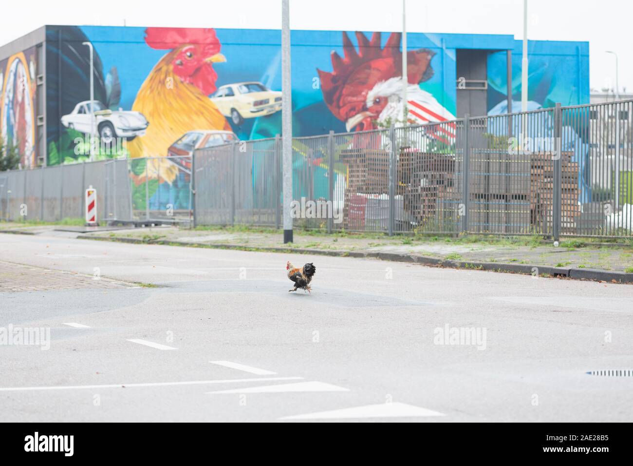 Why did the chicken cross the road Banque D'Images