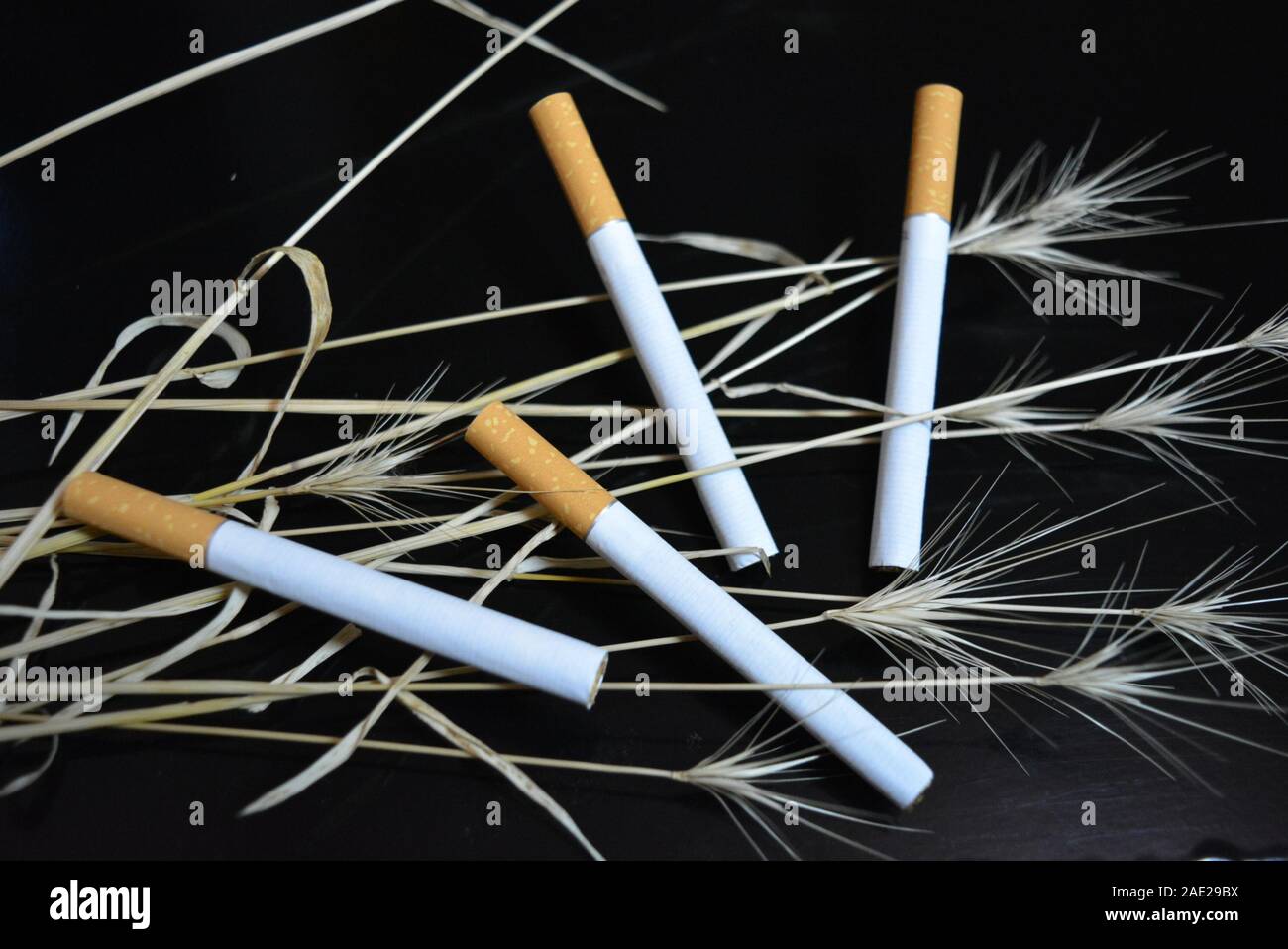 Nombre de cigarettes avec les oreilles d'herbe sèche sur un fond noir brillant. Banque D'Images