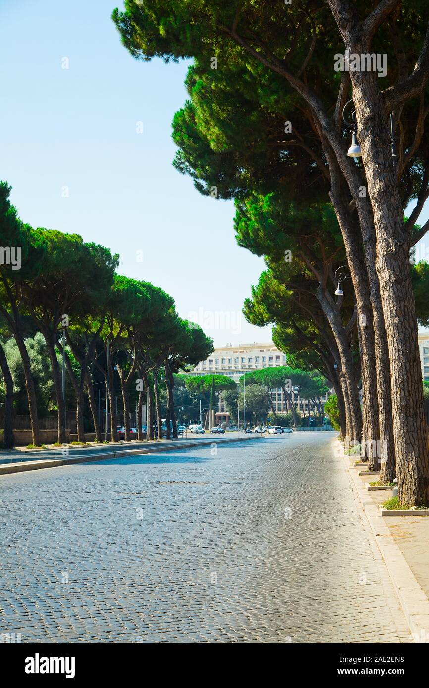 Pierre italien pins, Pinus pinea également connu sous le nom de pins parasols, grand alley d'arbres le long de la rue de Rome. L'Italie. Banque D'Images