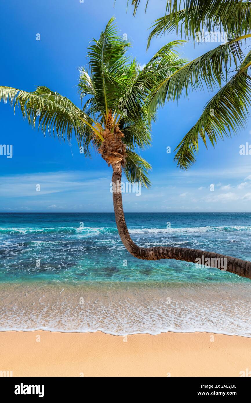 Plage tropicale ensoleillée et la mer turquoise de l'île Paradis exotique. Banque D'Images