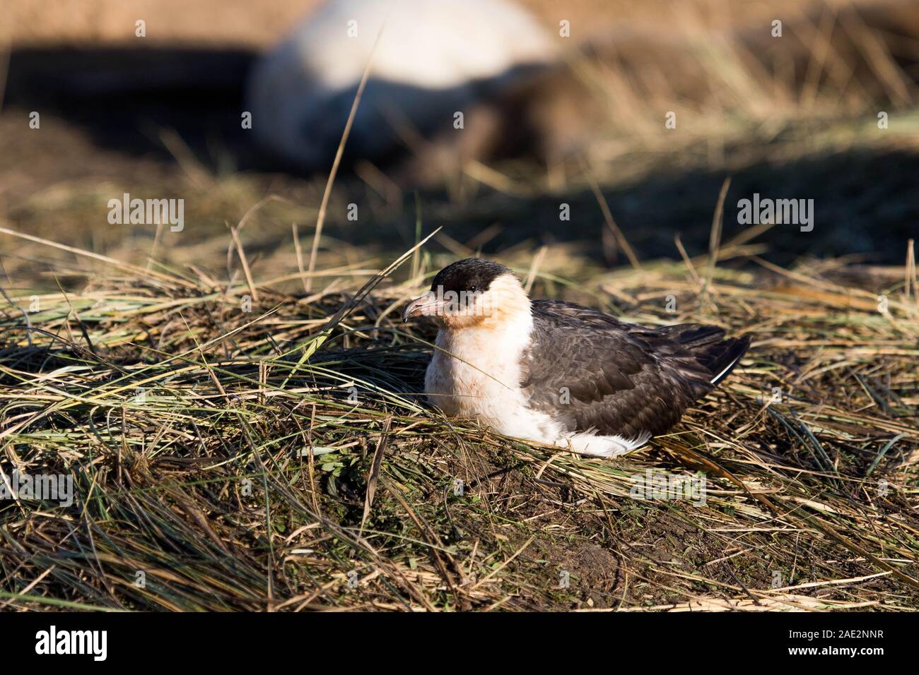 Pomerine Skua Banque D'Images