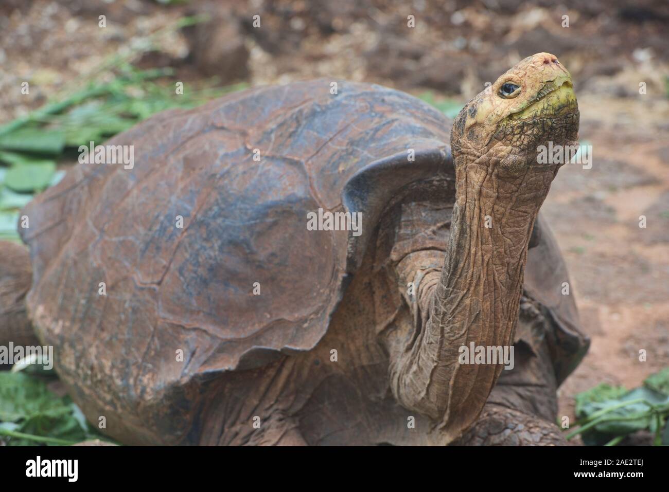 Tortue géante des Galapagos (Chelonoidis nigra), Charles Darwin Research Station, îles Galapagos, Equateur Banque D'Images Tortue géante des Galapagos (Chelonoidis nigra), Charles Darwin Research Station, îles Galapagos, Equateur Banque D'Images
