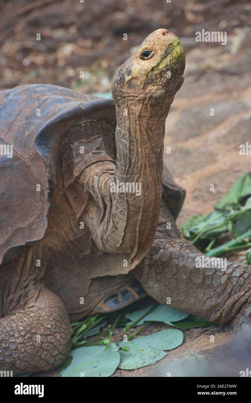 Tortue géante des Galapagos (Chelonoidis nigra), Charles Darwin Research Station, îles Galapagos, Equateur Banque D'Images Tortue géante des Galapagos (Chelonoidis nigra), Charles Darwin Research Station, îles Galapagos, Equateur Banque D'Images