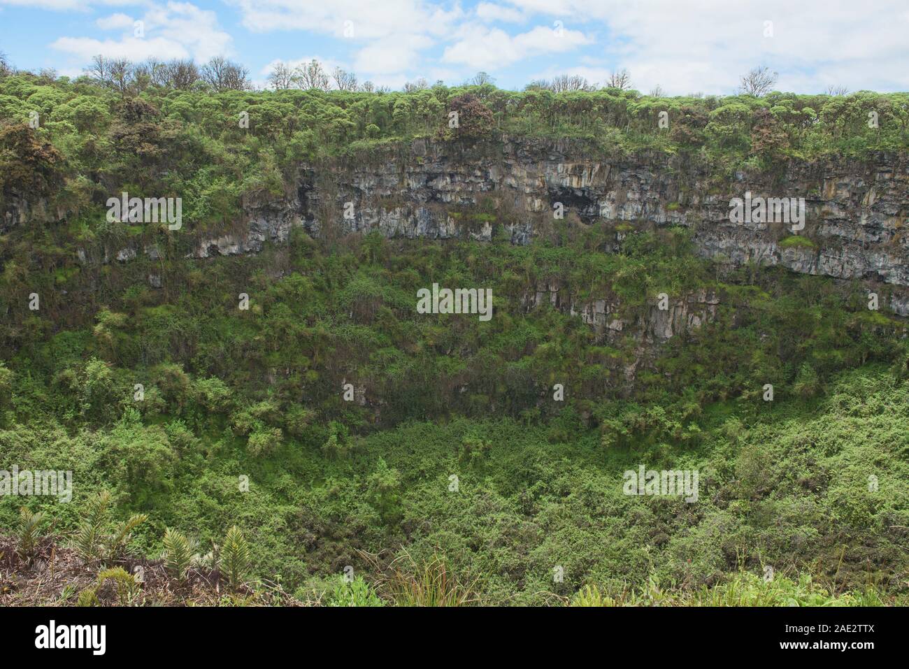 Los Gemelos gouffres volcaniques et arbres Scalesia daisy géant, îles Galapagos, Equateur Banque D'Images