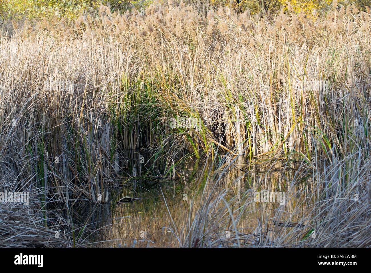 La nature en automne : un petit corps d'eau encore entouré de grands roseaux qui se développent en prolifération. Banque D'Images