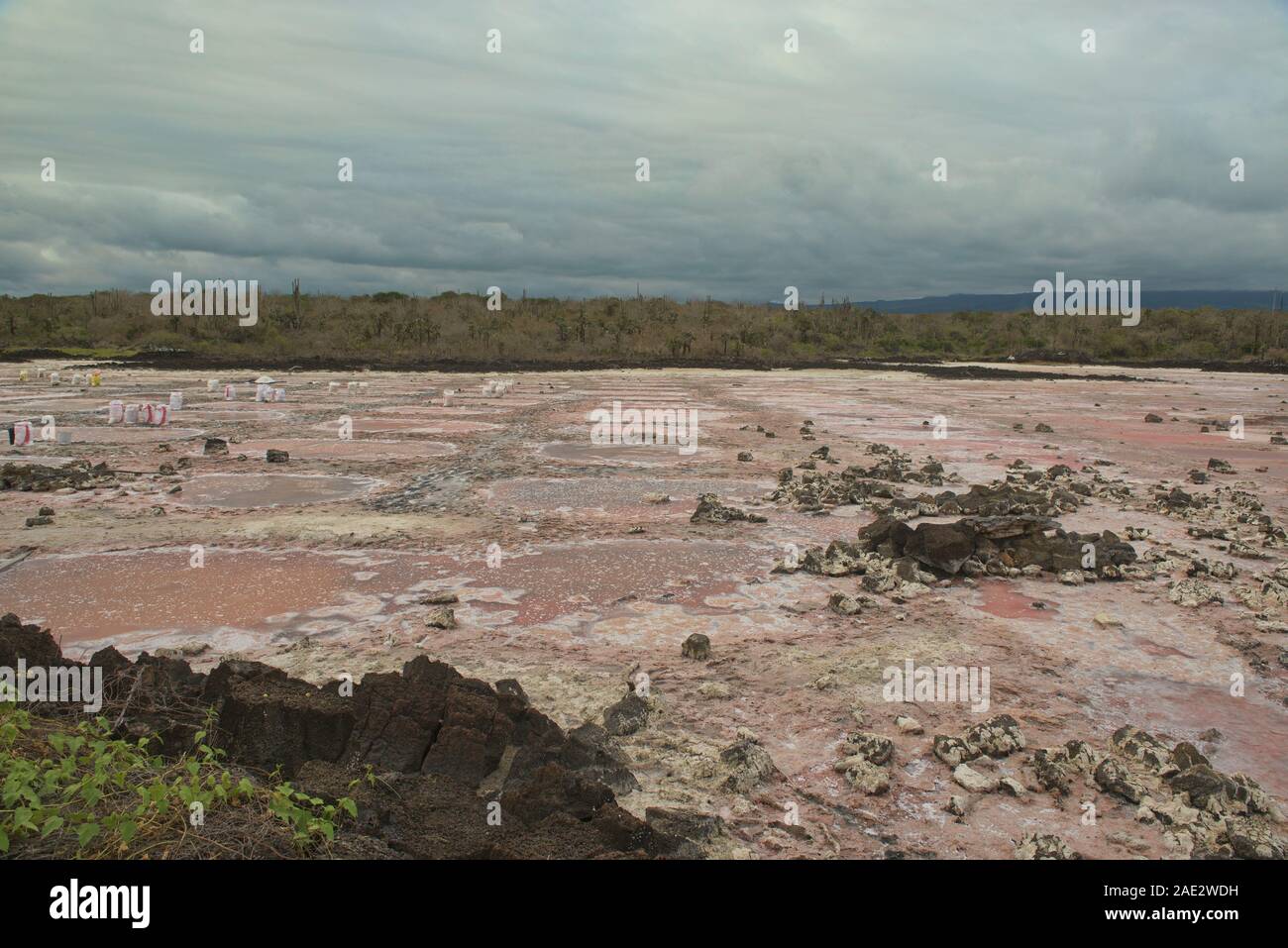 Les étangs salés, l'île Santa Cruz, Galapagos, Equateur Banque D'Images